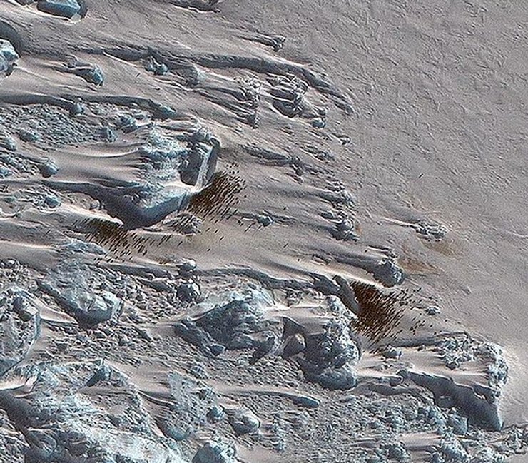 пінгвіни космос