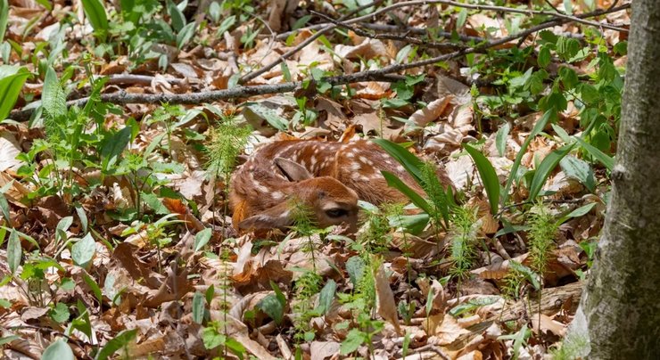 лес олененок