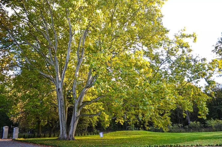 Имение, дворец Яблоновских-Бруницких, реставрация, Львов, семьи львовян