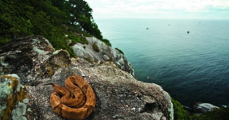 Кеймада-Гранди, Змеиный остров, смертельно опасно, остров со змеями, остров запрещено посещать, закрыто для посетителей, без людей