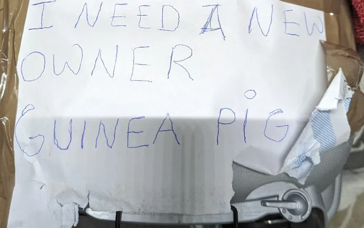 Морська свинка, метро Лондона, Велика Британія, знахідки, тварини, благодійність, фото