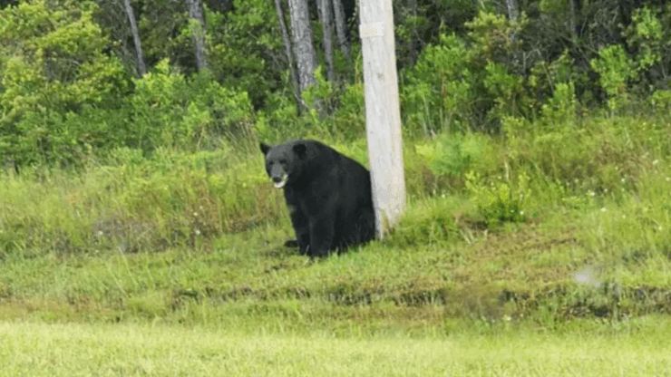 Сумний чорний ведмідь, небезпечна тварина, самець ведмедя, депресивний ведмідь, селфі з ведмедем, ведмідь біля дороги