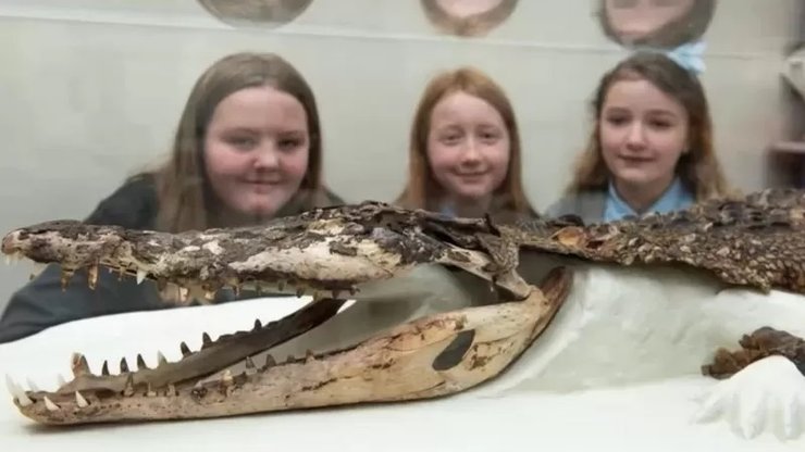 Крокодил, Англия, экспонат, чучело крокодила, реставрация