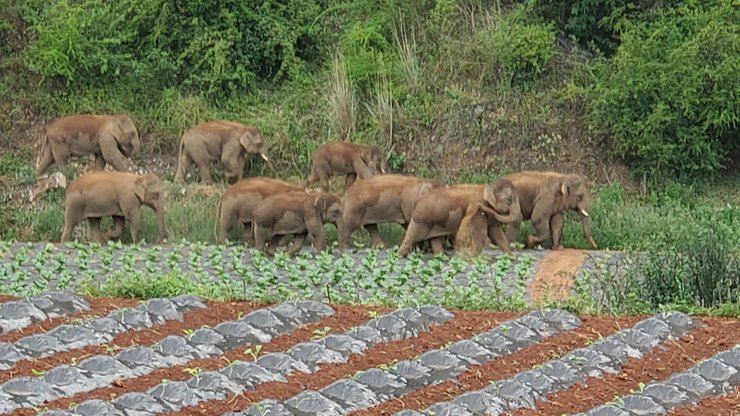 слоновья прогулка, слоны, китай