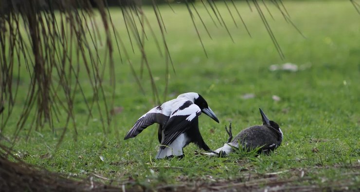 сороки птицы агрессия