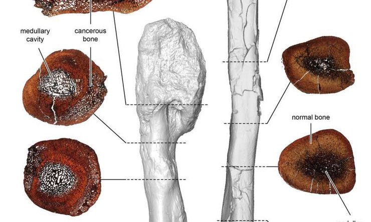 рак, динозавр