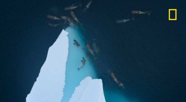 айсберг косатки