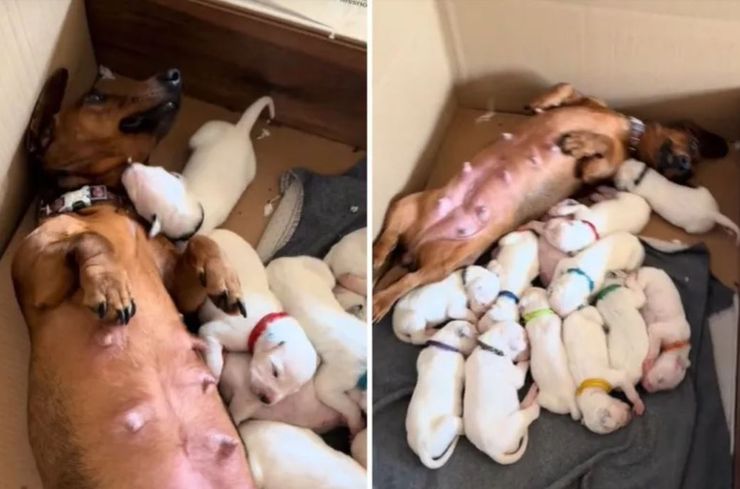 Такса приняла детенышей далматинца, как это могло случиться, интересные истории, странные случаи из жизни, интересности