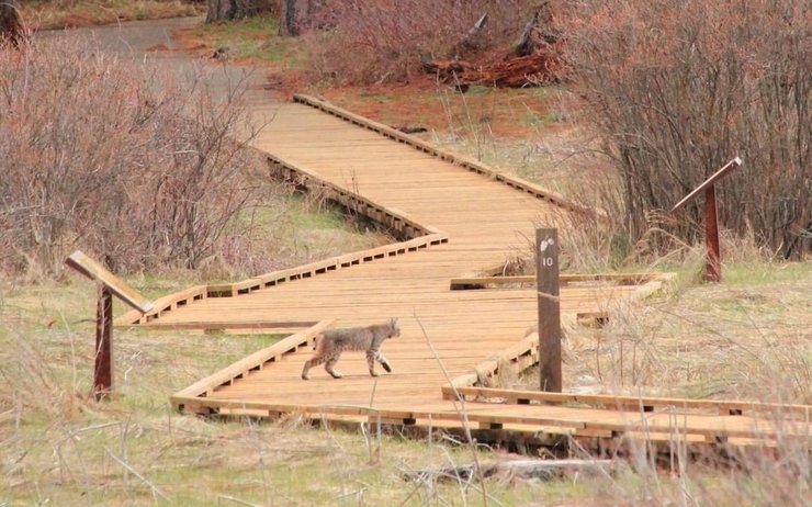 йосемитский парк, черные медведи, национальный парк