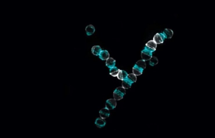 стрептокок