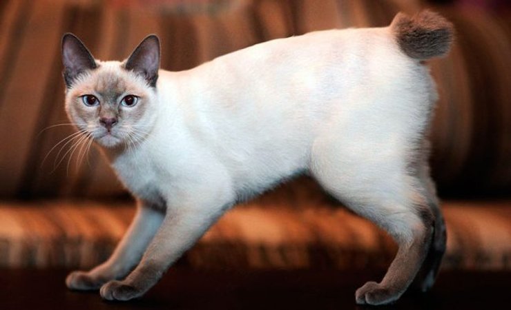 Меконгський бобтейл