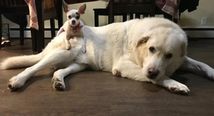 Собаки, большаи маленькая собака