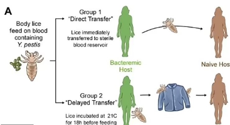 вши распространение