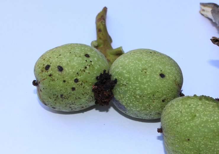 орехи, вредитель