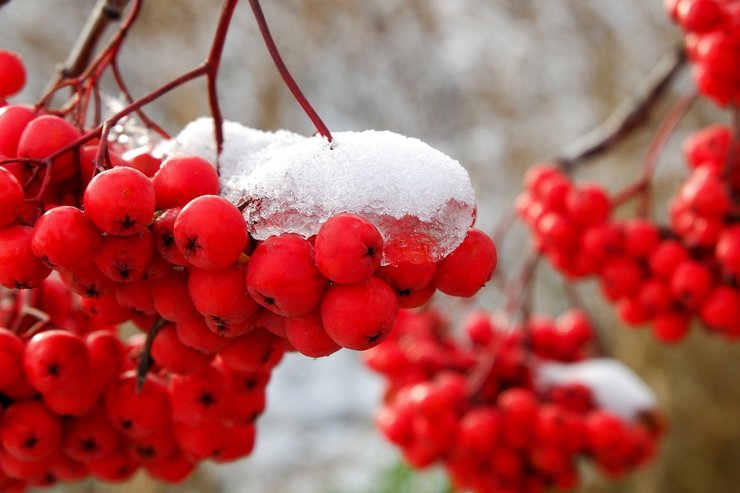 народные приметы, приметы о погоде, какой будет зима 2024, снег в новогоднюю ночь