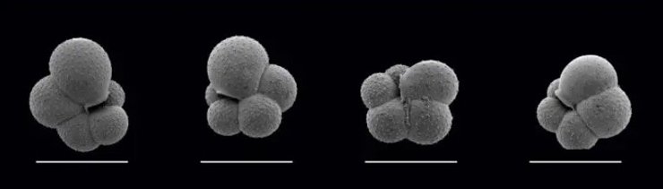 древний планктон