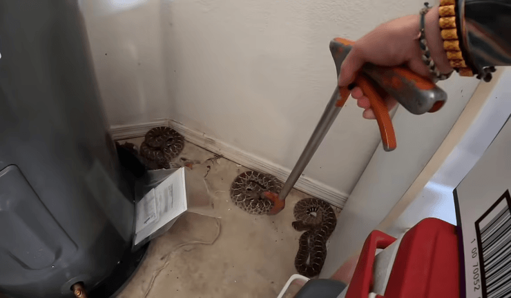 Поймали 20 змей в гараже, гремучие змеи, рептилии, много змей, отлов змей, могли напасть на людей, ядовитые змеи,