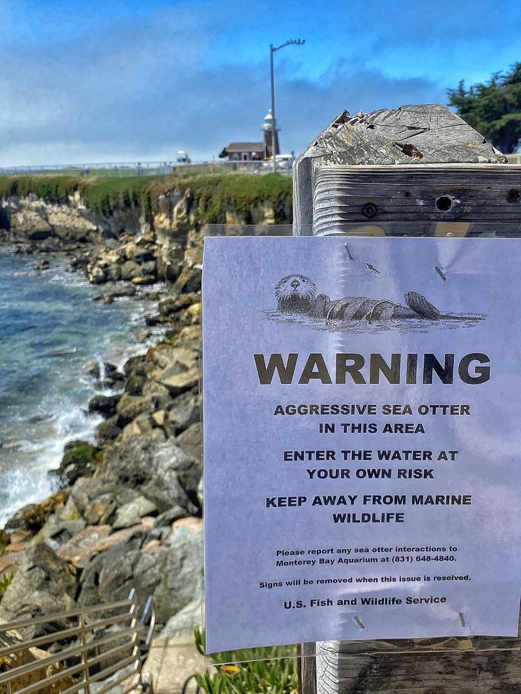 агресивна видра, попередження про видру, морські видри