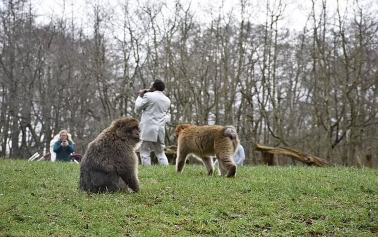 Зоопарк, английский зоопарк, серенады обезьянам, пение макаккам в брачный сезон, Англия, исчезающие виды, берберийские макаки