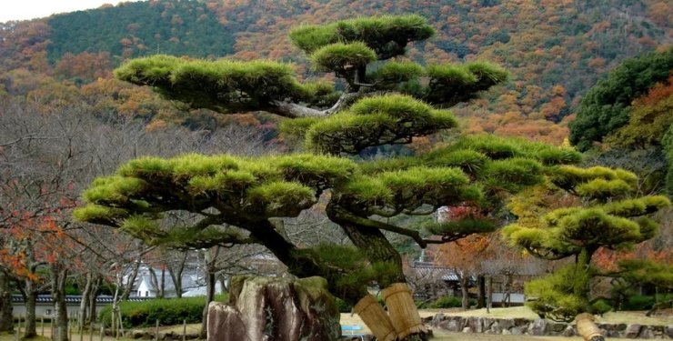 Японские деревья "сошли с ума" после аварии на АЭС Фукусима, – исследование