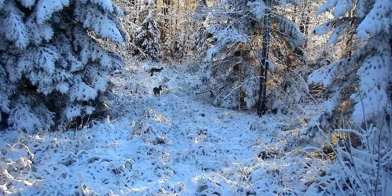 На Львовщине выпал снег, а в Карпатах метель и туман (видео)