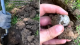 A man found a coin on a farm that costs 376 thousand dollars (video)