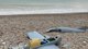 Нес 30 кг взрывчатки: на пляже в Севастополе нашли БПЛА "Бобер",  – росСМИ (фото)