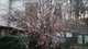 От аномальной температуры во Львове зацвели деревья