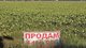 Осторожно, рынок открывается. Какие проблемы ожидают украинцев при купле-продаже сельхозземли