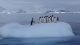 Swing for penguins: polar explorers showed how birds have fun (video)