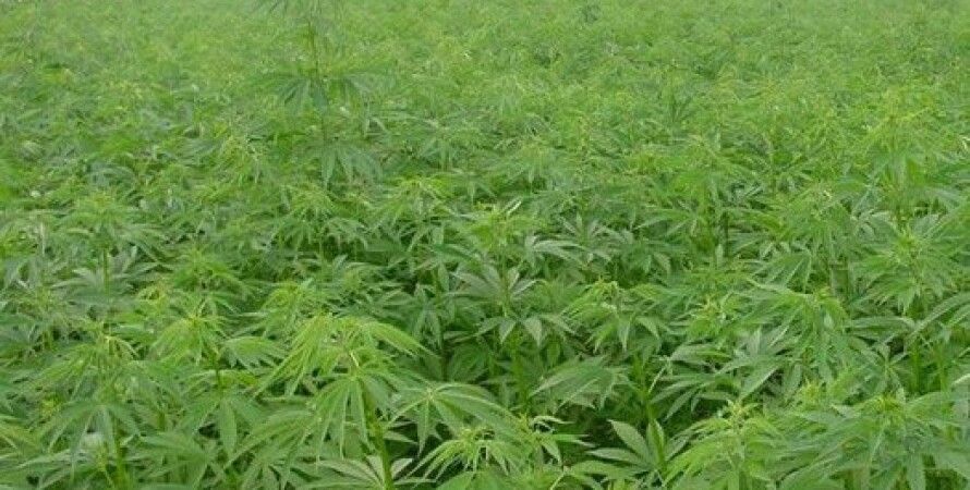 домашняя плантация марихуаны