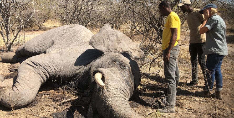 стоимость охоты на слона в африке