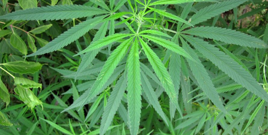 Что делать с стеблям конопли минусы легализации марихуаны
