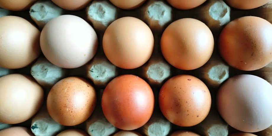 Почему куриные яйца бывают белыми и коричневыми