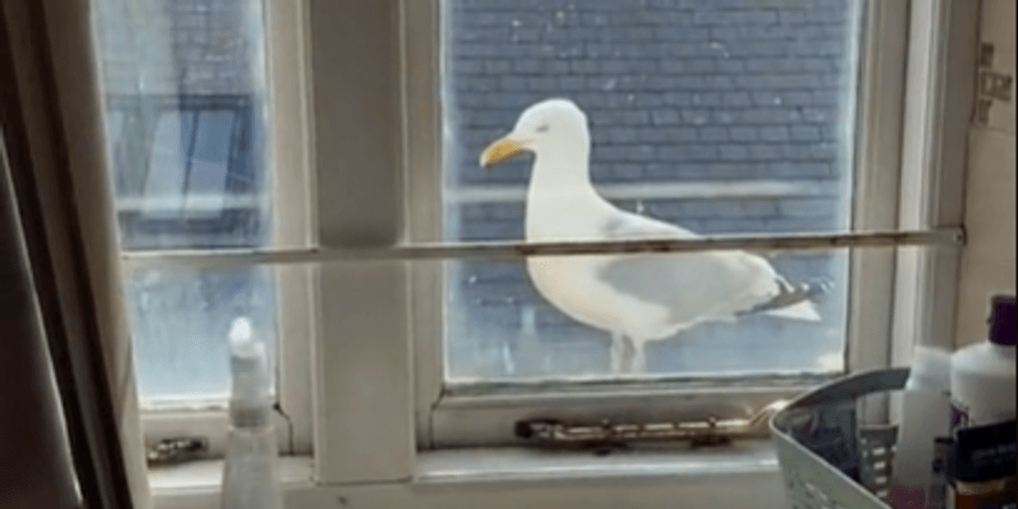 чайка, TikTok