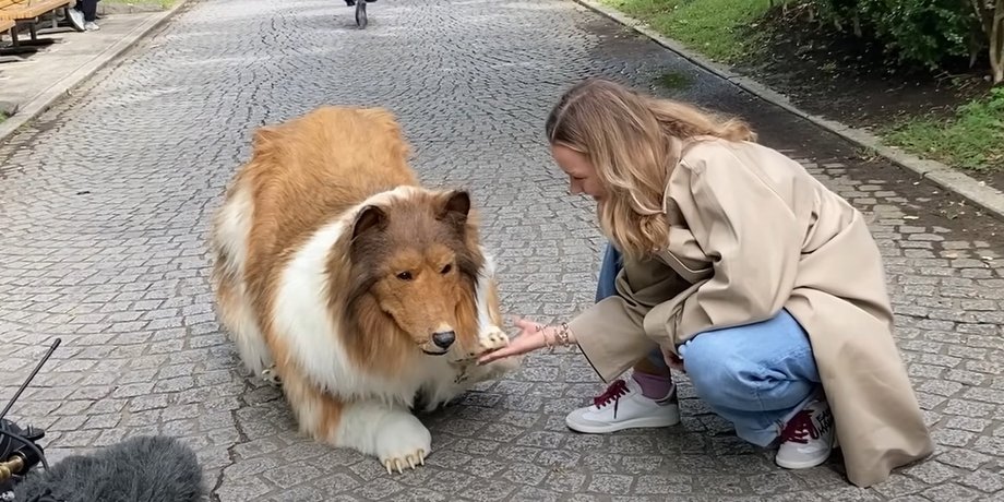 I want to be an animal, чоловік в костюмі собаки, чоловік в костюмі бордер-колі, чоловік-колі toco, toco відео, toco прогулянка