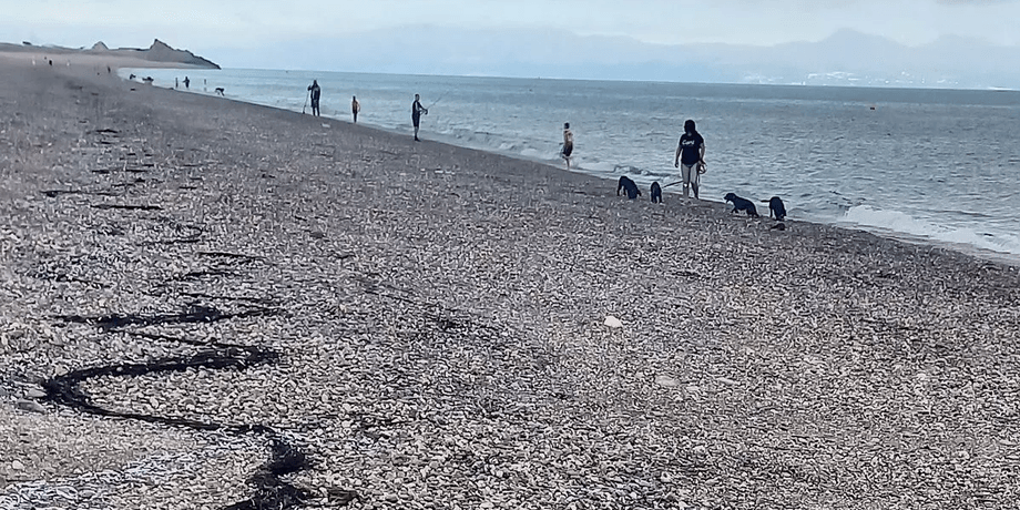 Рибу викинуло на берег, приплив, дрібна риба, макрель, морські хижаки, ловили голими руками, збирали рибу в пакети,