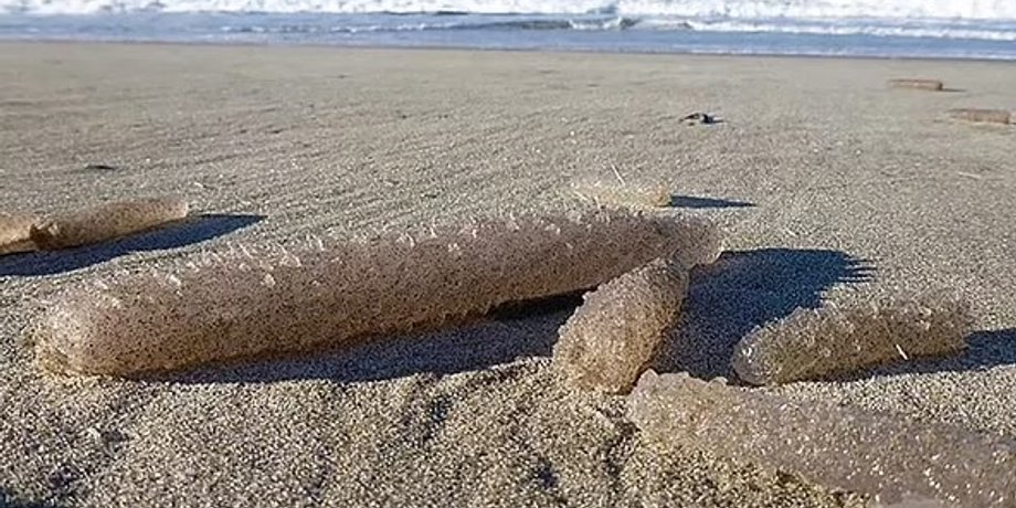 піросоми, солоні морські огірки
