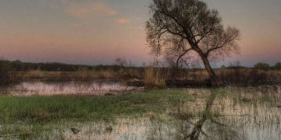 Ровенская область, заповедник, Пуща Радзивилла, Кабмин, парк