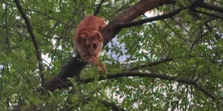 гсчс, кот, рыжий кот, кот застрял на дереве, в одессе спасли кота и хозяйку, женщина застряла на дереве, в одессе спасли кота, гсчс сняли кота с дерева