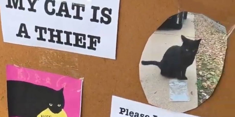 кіт-злодій, кішка краде речі, коти, незвичайні коти, відео з котами