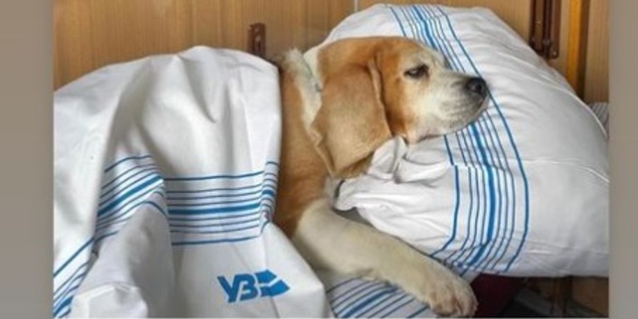собака, УЗ, перевезення тварин