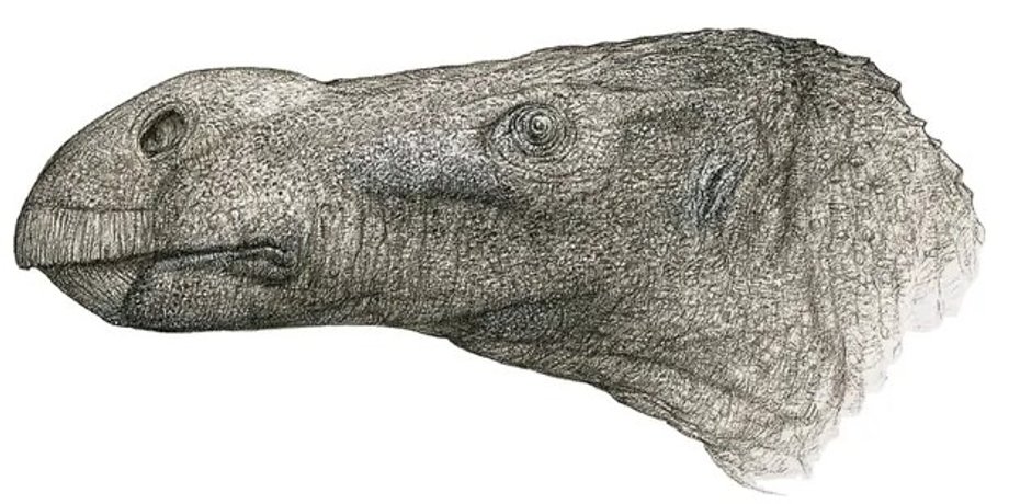 Brighstoneus simmondsi, динозавр, голова, остров Уайт, новый вид