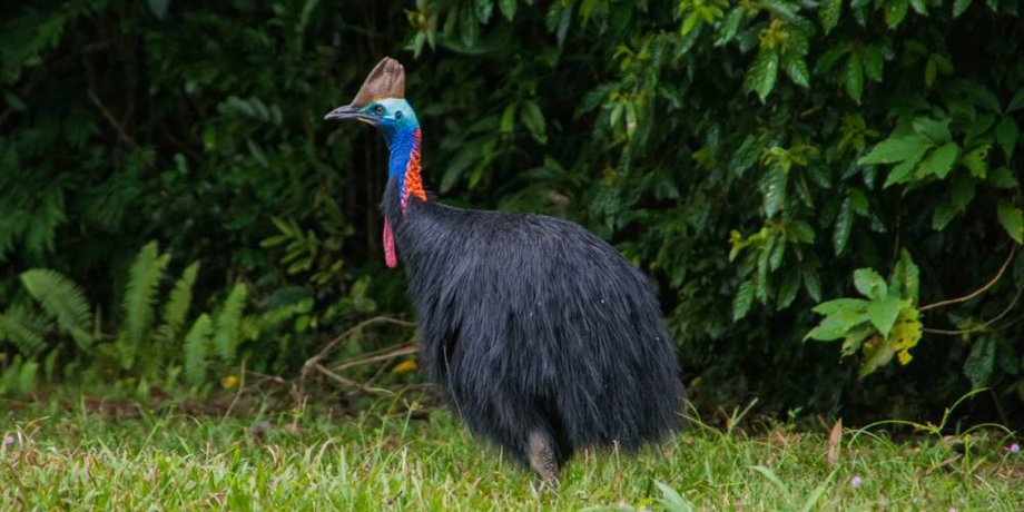 Фото: australian wildlife journeys