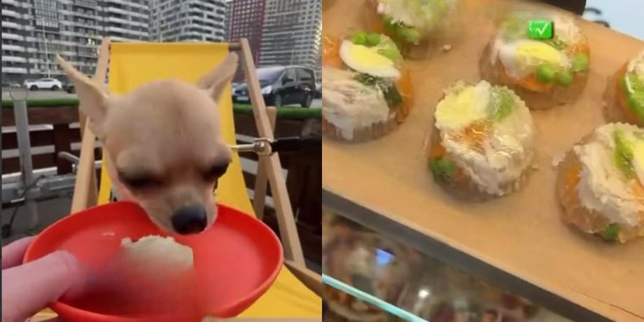 кафе для собак Doggy Food Truck у Києві
