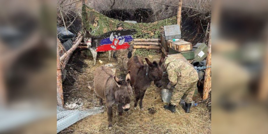 Ослы, боевые ослы