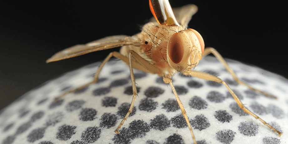 Муха Ormia ochracea / Фото: popmech.ru