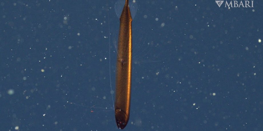риба, Bathophilus flemingi, океан, фото