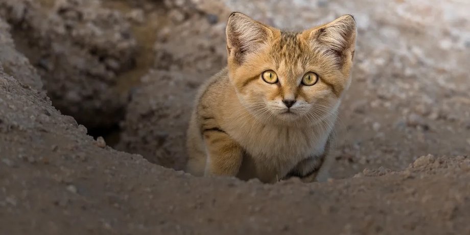 песчаная кошка ливия