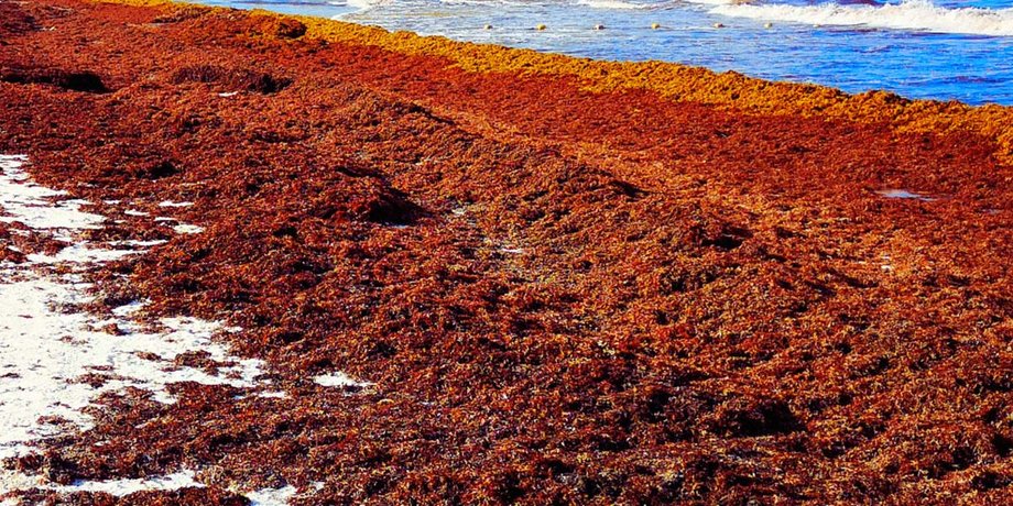 саргассум, водоросли саргассум, саргассум водоросли
